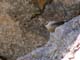 pinet06