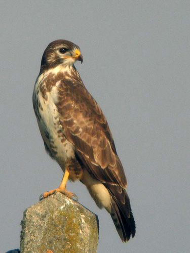 buteo1