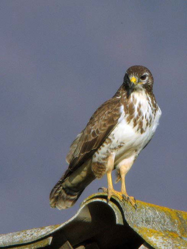 buteo2