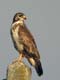 buteo1