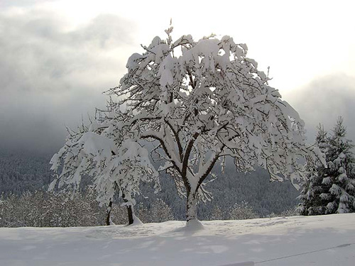 neige13