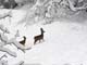 neige7