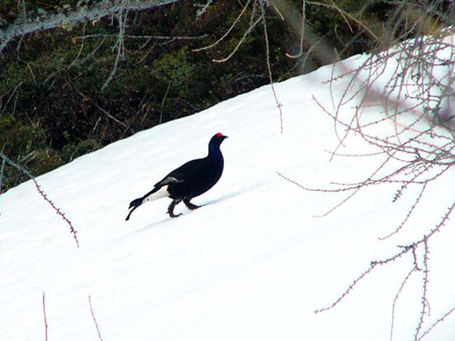 coq3