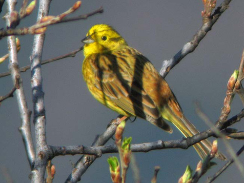 jaune2