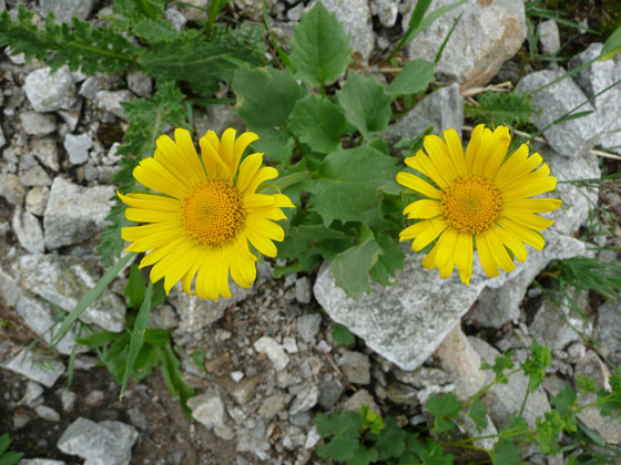 P1010945 - copie