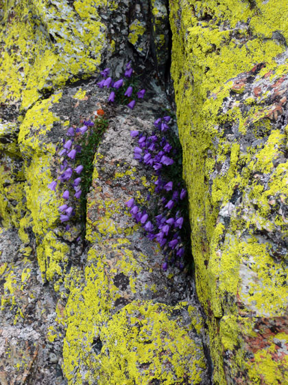 P1020929 - copie