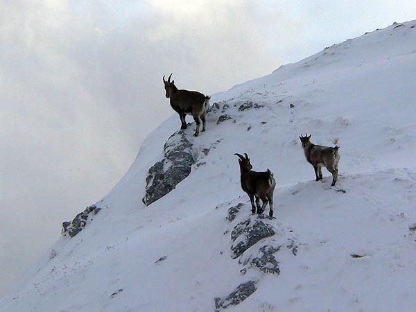 P1030255 - copie