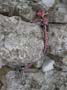 P1080853 - copie