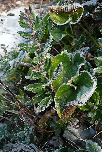 P1100184 - copie